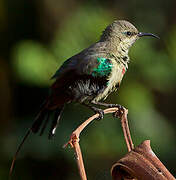 Beautiful Sunbird