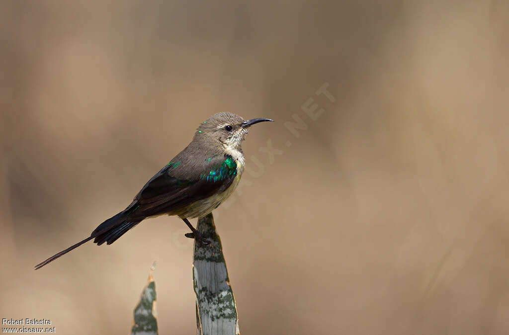 Beautiful Sunbird male adult post breeding, identification