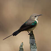 Beautiful Sunbird