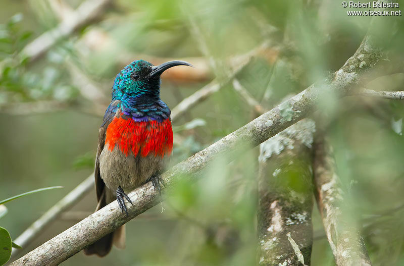 Greater Double-collared Sunbird male adult breeding