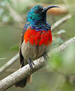 Greater Double-collared Sunbird