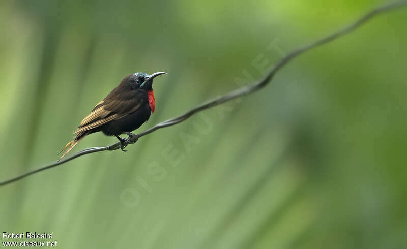Scarlet-chested Sunbird male adult breeding, identification