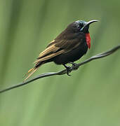 Scarlet-chested Sunbird