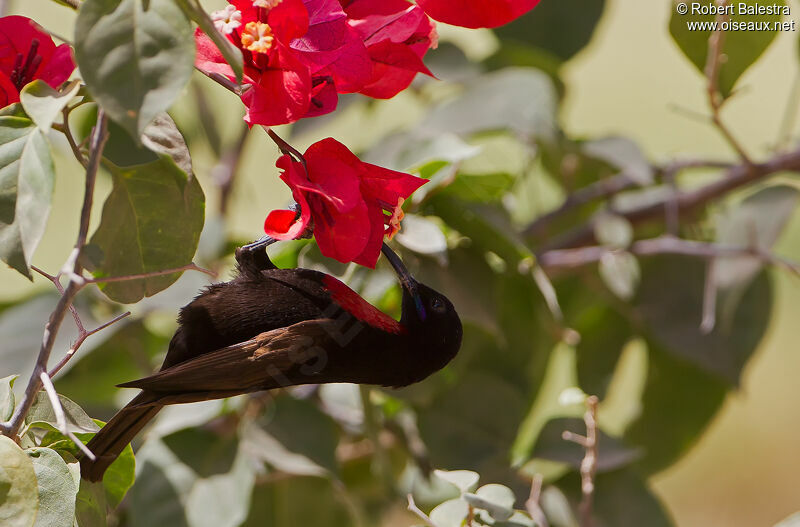 Scarlet-chested Sunbird