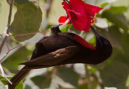 Scarlet-chested Sunbird