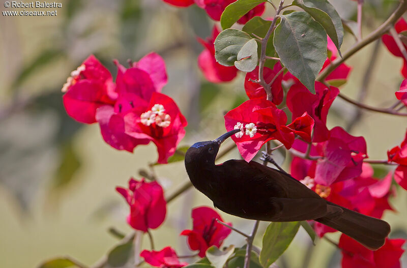 Scarlet-chested Sunbird