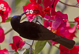 Scarlet-chested Sunbird