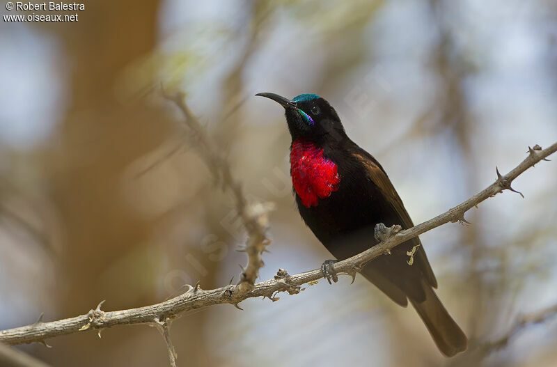 Scarlet-chested Sunbird