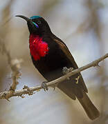 Scarlet-chested Sunbird