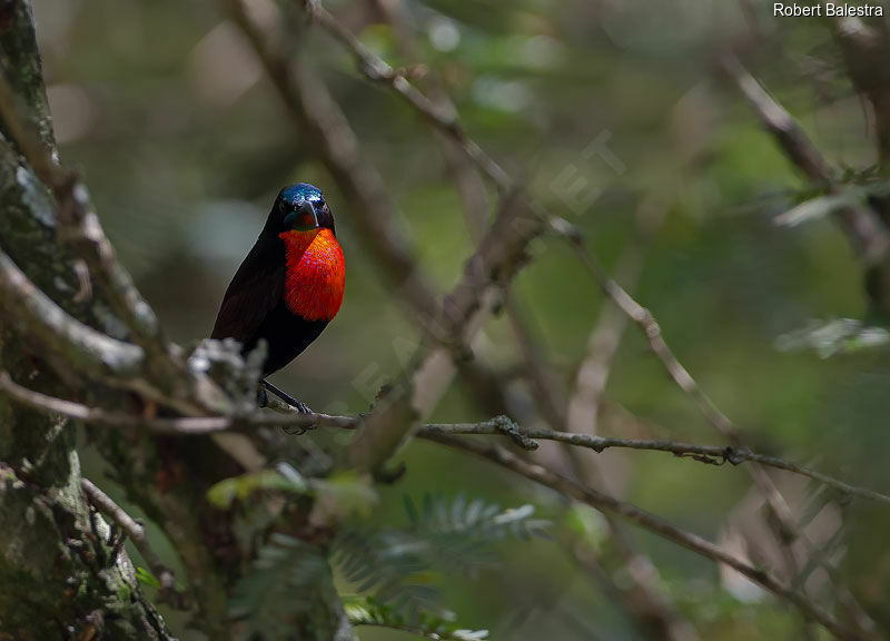 Scarlet-chested Sunbird