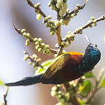 Souimanga à queue verte