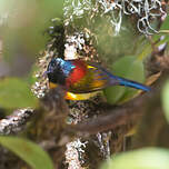 Souimanga à queue verte