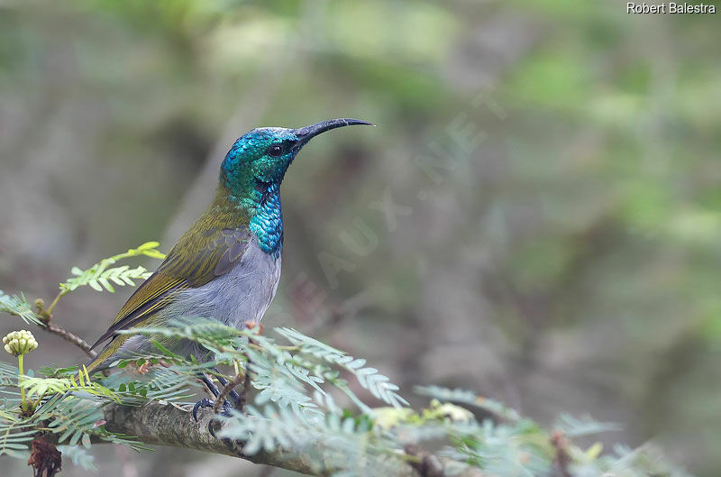 Green-headed Sunbird