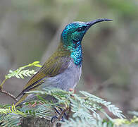 Green-headed Sunbird