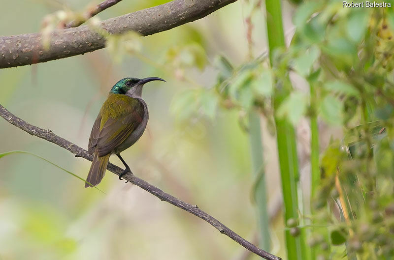 Green-headed Sunbird