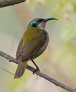 Green-headed Sunbird