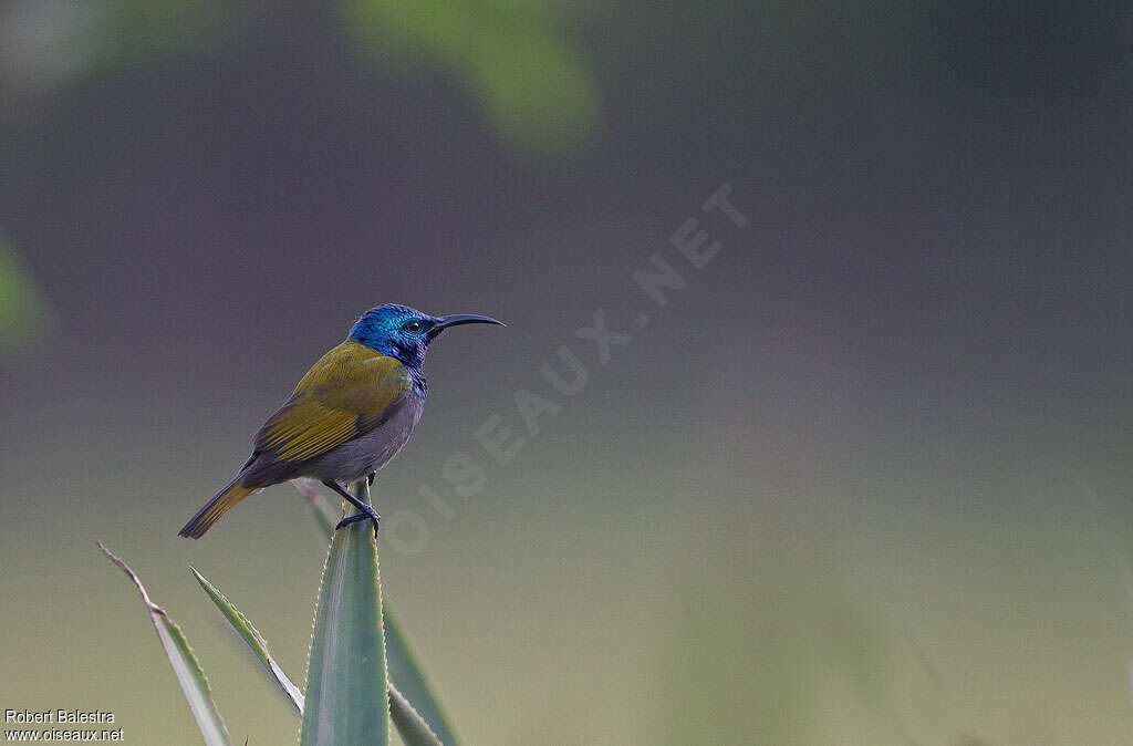 Green-headed Sunbird male, identification