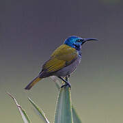 Green-headed Sunbird