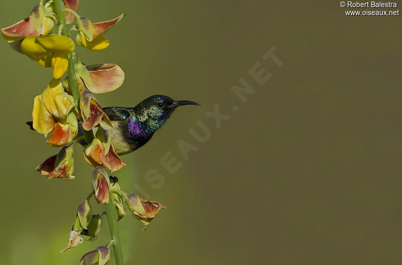 Variable Sunbird