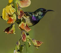 Variable Sunbird