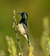 Variable Sunbird