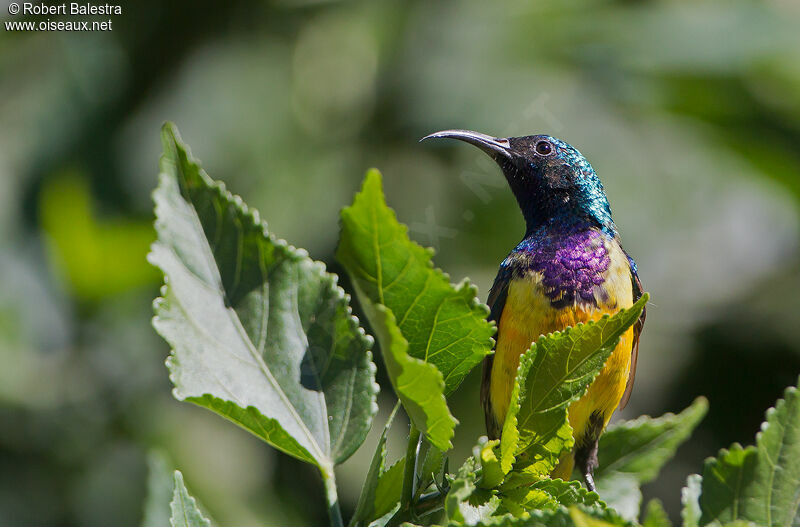 Variable Sunbird