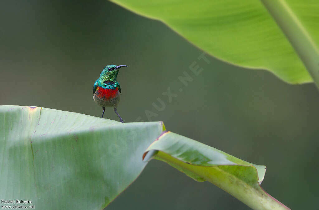 Olive-bellied Sunbird male adult, pigmentation