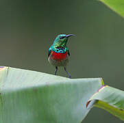 Olive-bellied Sunbird