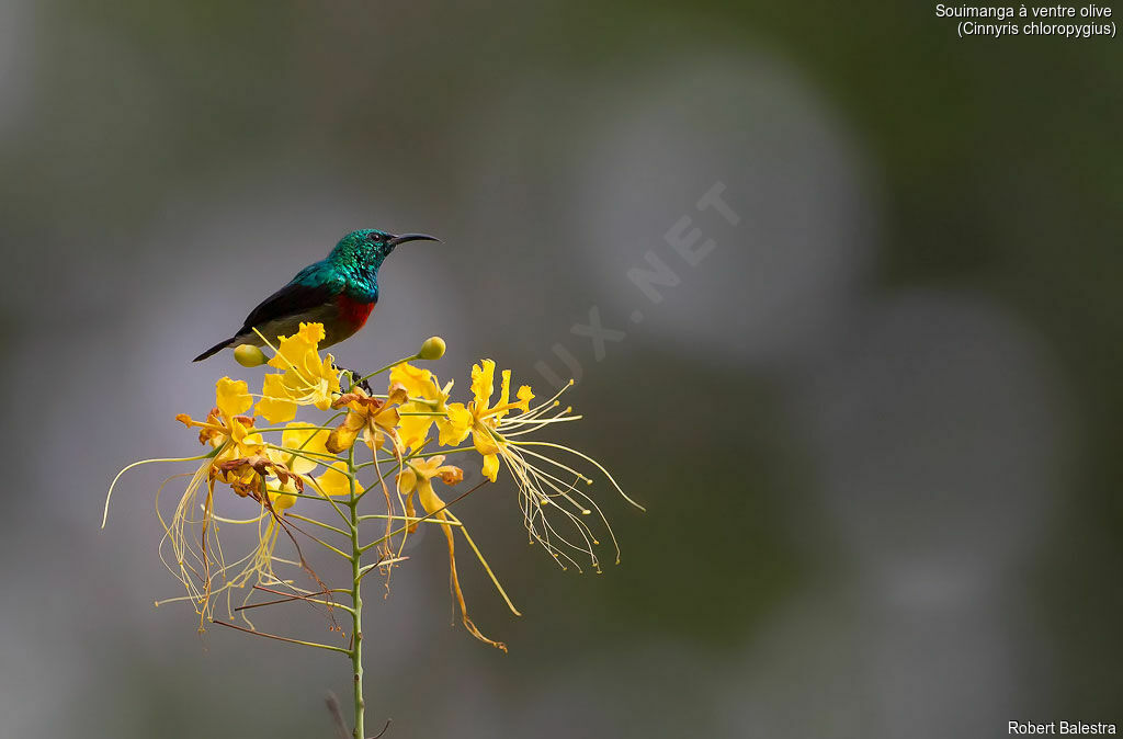 Olive-bellied Sunbird male