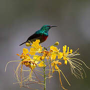 Olive-bellied Sunbird