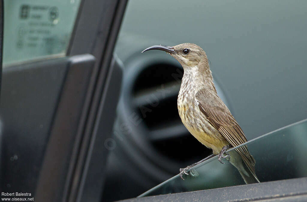 Amethyst Sunbird female, identification