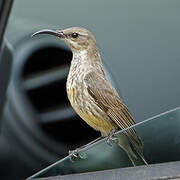 Amethyst Sunbird