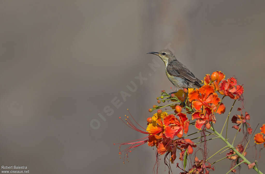 Purple Sunbird female adult, identification