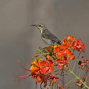 Purple Sunbird