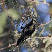 Purple Sunbird