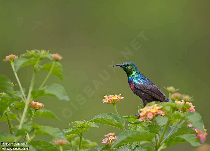 Purple-banded Sunbird, identification