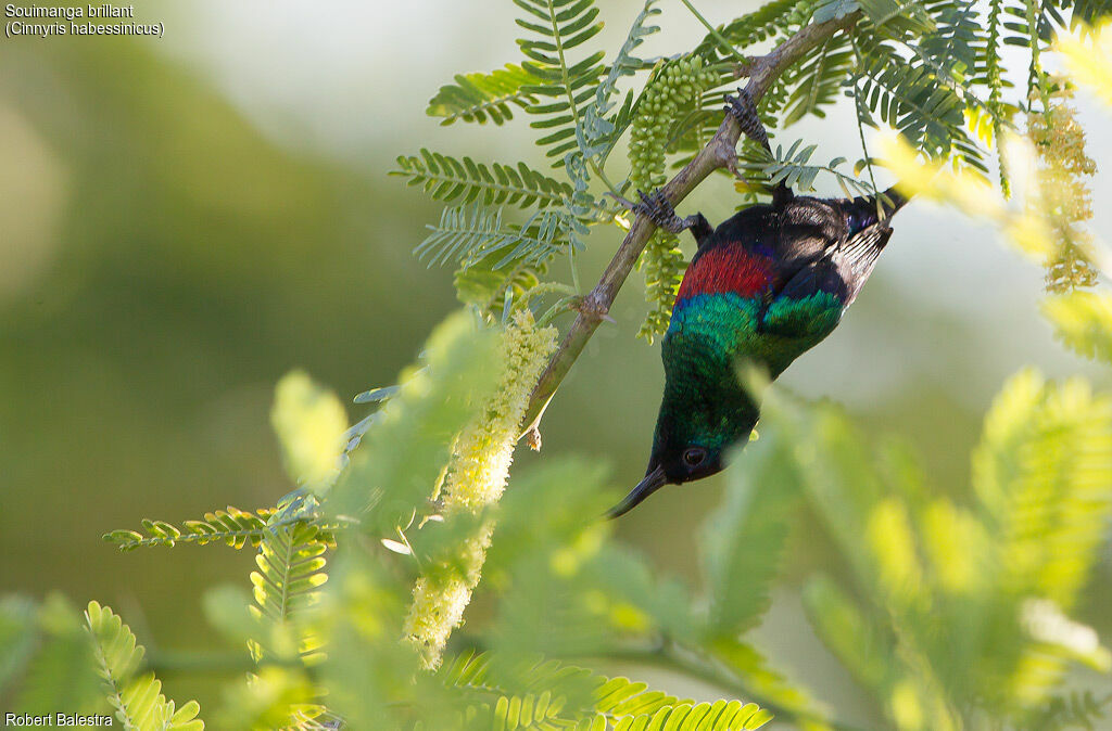 Shining Sunbird