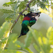 Abyssinian Sunbird