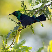 Shining Sunbird