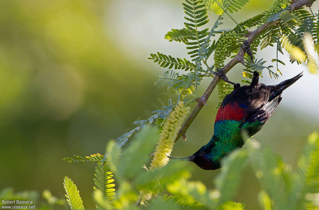 Shining Sunbird