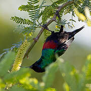 Abyssinian Sunbird