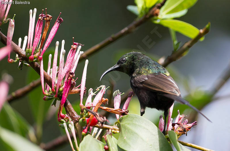 Bronzy Sunbird