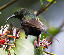 Bronzy Sunbird