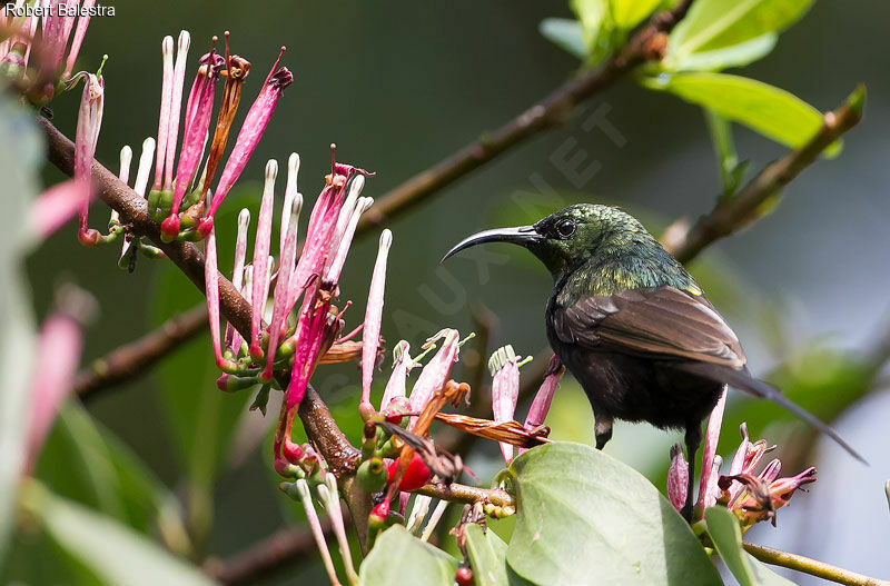 Bronzy Sunbird