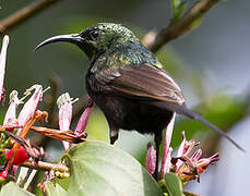 Bronzy Sunbird