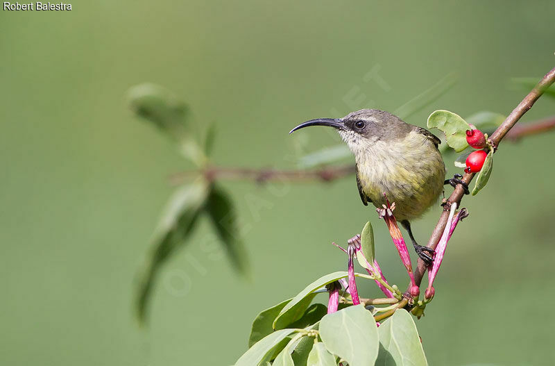 Bronzy Sunbird