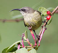 Bronzy Sunbird