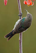 Southern Double-collared Sunbird