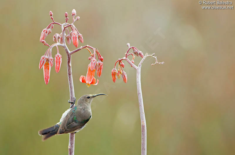 Southern Double-collared Sunbird male adult post breeding