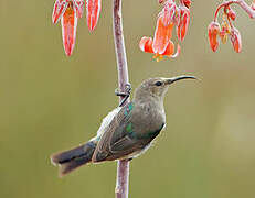 Southern Double-collared Sunbird